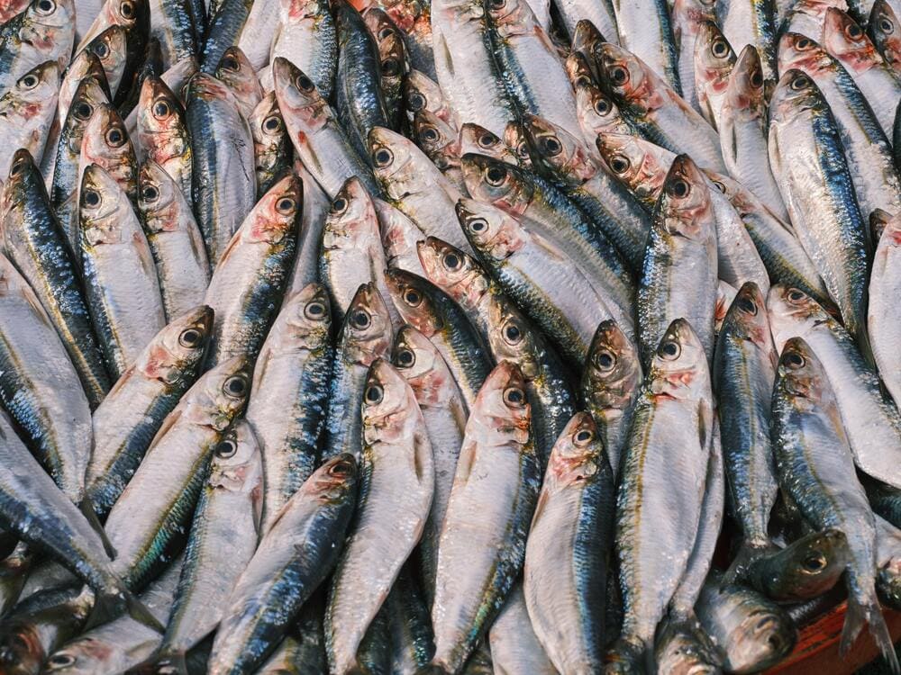 Large pile of fish